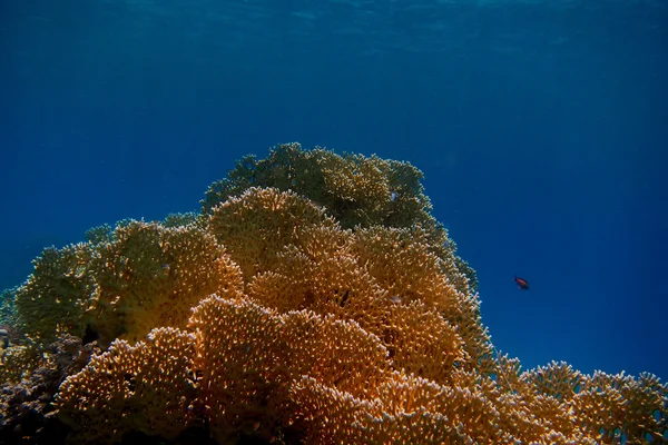 Gelbe Korallen und blaues Meer — Stockfoto
