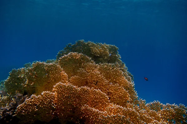 Yellow coral and blue sea — Stock Photo, Image