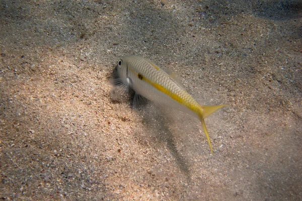 海底に黄色ボラ魚 — ストック写真