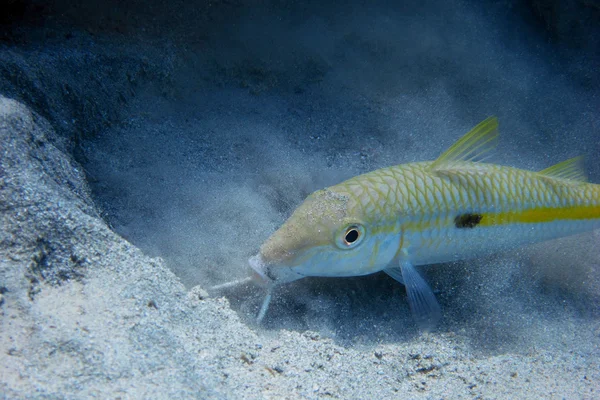 Yellow mullet sand — Stock Photo, Image