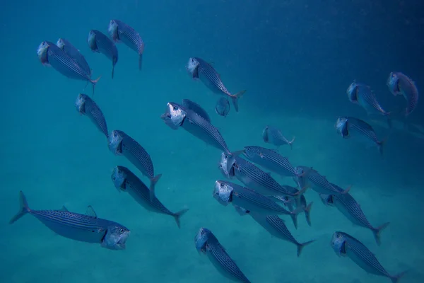 Big mouth mackerel — Stock Photo, Image