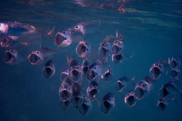 Stora mun makrill kamera — Stockfoto