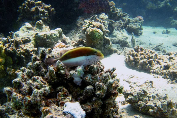 サンゴのサンゴのキーパー — ストック写真