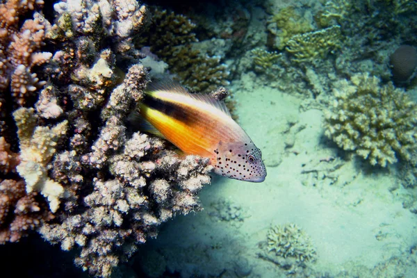 Guarda de corais no mar — Fotografia de Stock