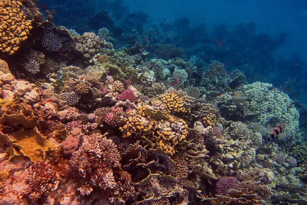 Korál v Rudém moři — Stock fotografie