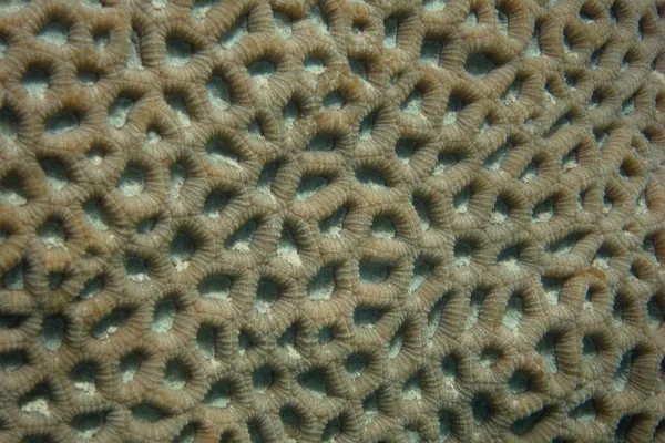 Coral structure — Stock Photo, Image