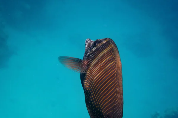 Anglefish indiano grande — Fotografia de Stock
