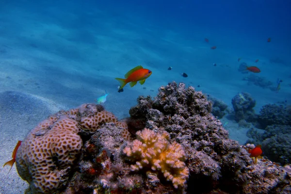 Small fish in the sea — Stock Photo, Image