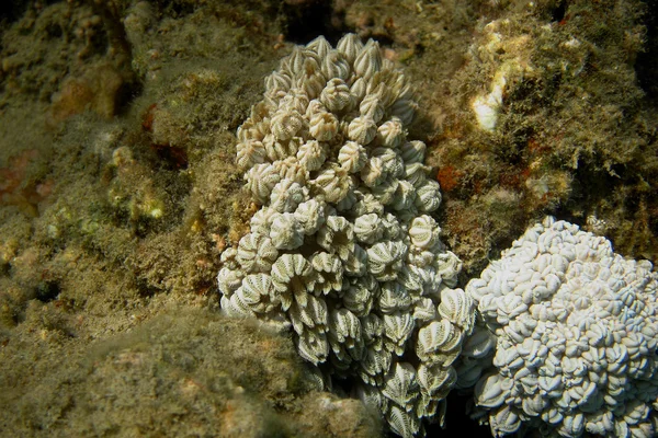 Piccolo corallo bianco — Foto Stock