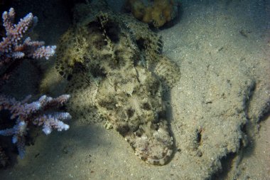 Timsah balığı deniz yatağı üzerinde