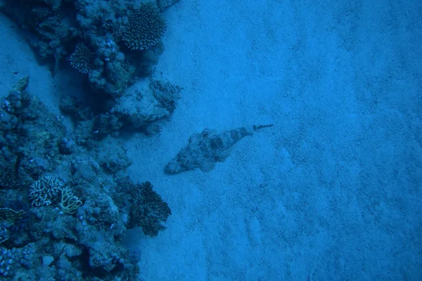 Timsah balığı derin — Stok fotoğraf