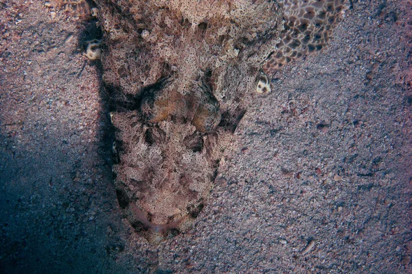 Κροκόδειλος ψάρια λεπτομέρεια — Φωτογραφία Αρχείου