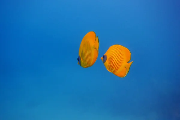 Mask butterflyfish and blue water — Stock Photo, Image
