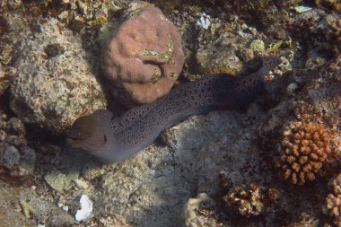 zemin üzerinde dev moray