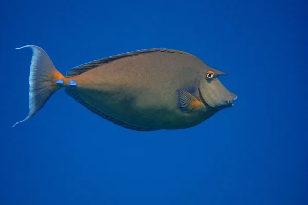 Nose surgeon fish and blue sea — Stock Photo, Image