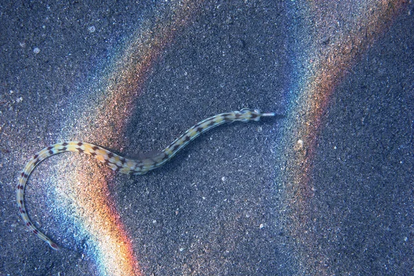 Pipefish v Rudém moři — Stock fotografie