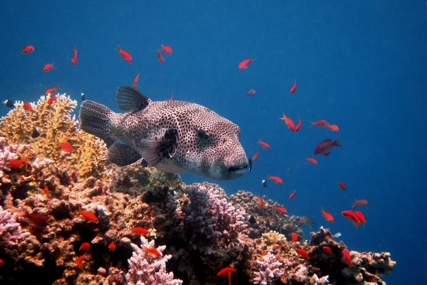 Obří blowfish plovoucí — Stock fotografie