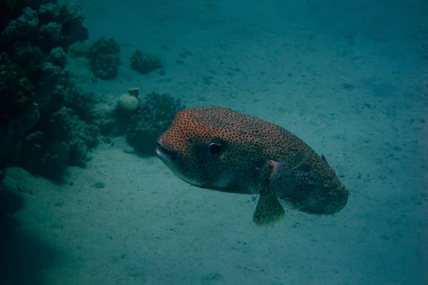 Riesenpustfische im Ozean — Stockfoto