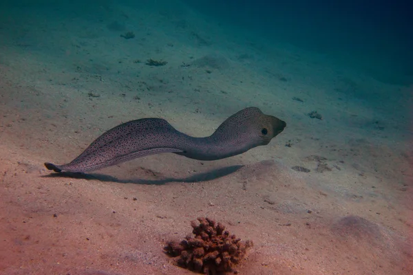 Morena gigante flota — Foto de Stock