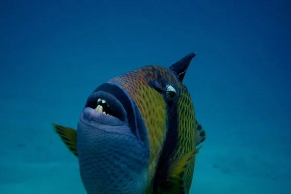 Gigant triggerfish blisko — Zdjęcie stockowe