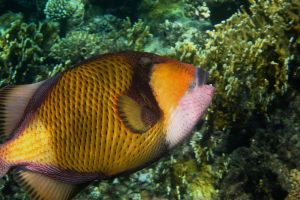 紅海で巨大なモンガラカワハギ — ストック写真