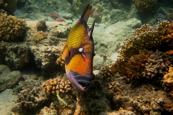 Riesiger Drückerfisch schwimmt vorbei — Stockfoto