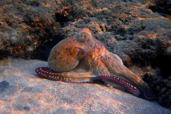 Röd bläckfisk på coral i havet — Stockfoto