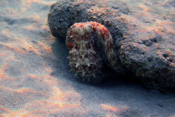 Roter Oktopus am Riff — Stockfoto