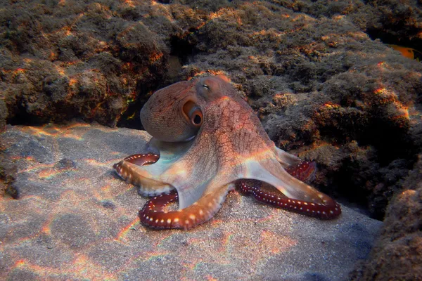 赤いタコ、砂の中 — ストック写真