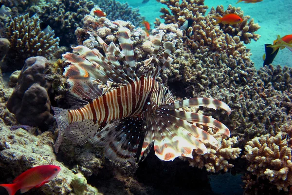 Czerwony lionfish stronie — Zdjęcie stockowe