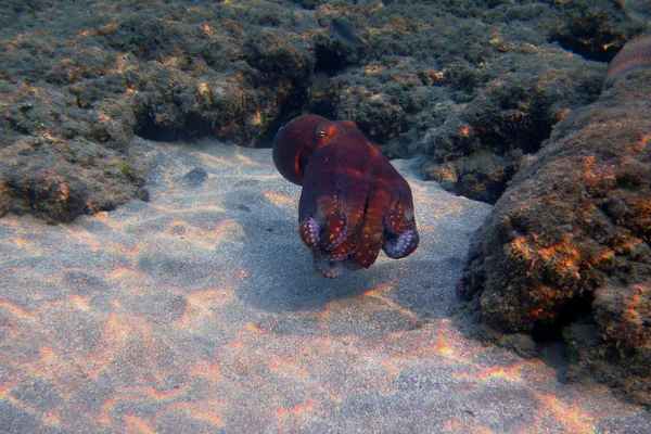 Pulpo rojo nada — Foto de Stock