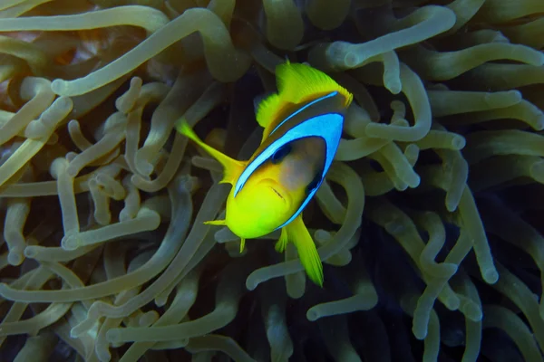 Rudé moře anemonefish fotoaparát — Stock fotografie