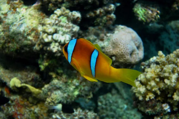 Pesce anemone di mare rosso in egiziano — Foto Stock