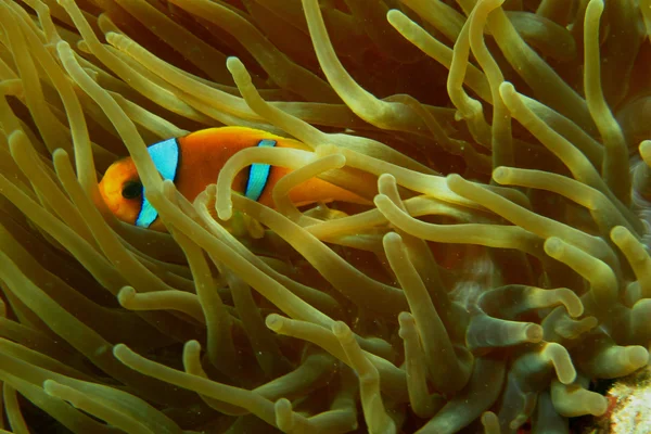 Red sea anemonefish hiding — Stock Photo, Image