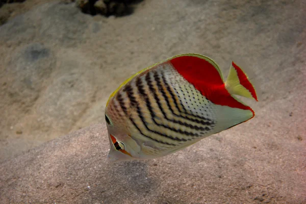 Rudé moře úhel butterflyfish — Stock fotografie