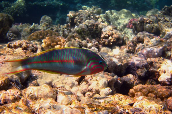 Roter Meeresjunker-Fisch — Stockfoto