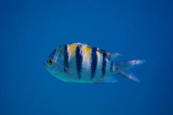 Sergeant fish side — Stock Photo, Image