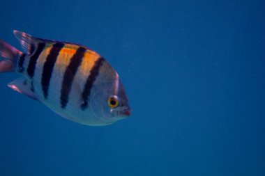 mavi denizde çavuş balık