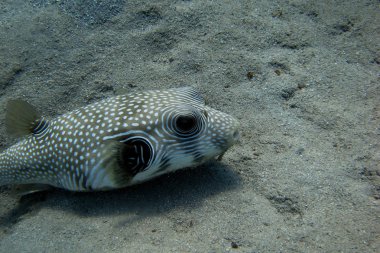Beyaz benekli blowfish
