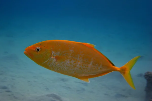 Ryba makrely citron — Stock fotografie