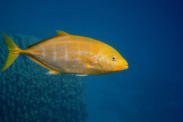 Lemon yellow mackerel fish — Stock Photo, Image