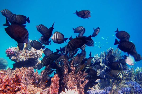 Many indian anglefish — Stock Photo, Image