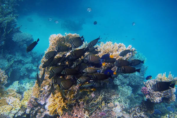 Many indian anglefish at the reef — Stock Photo, Image