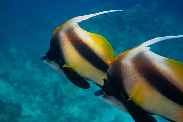 Peixe pendente no egito — Fotografia de Stock