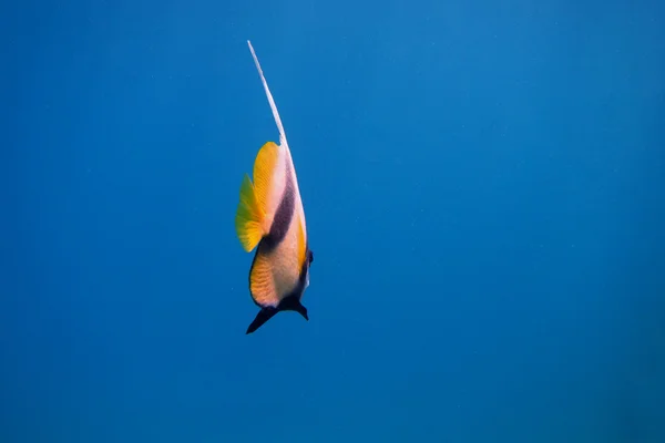 Peixe pendente no mar — Fotografia de Stock