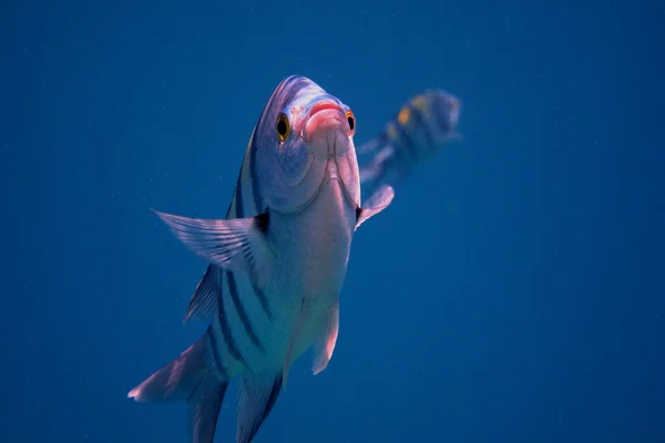 Sargento câmera de peixe — Fotografia de Stock
