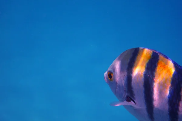 Feldwebelfische im Meer — Stockfoto