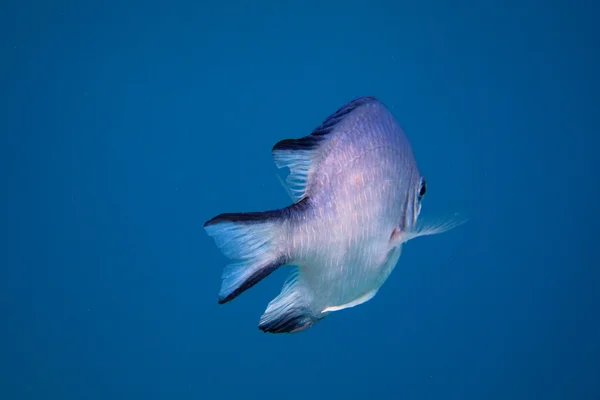 Weißbauch demoiselle Fisch blaues Meer — Stockfoto