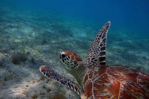 Черепаха в голубом море — стоковое фото