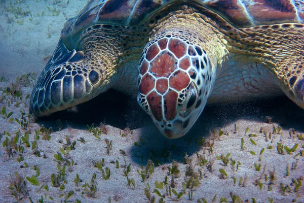 Sea turtle detail — Stock Photo, Image